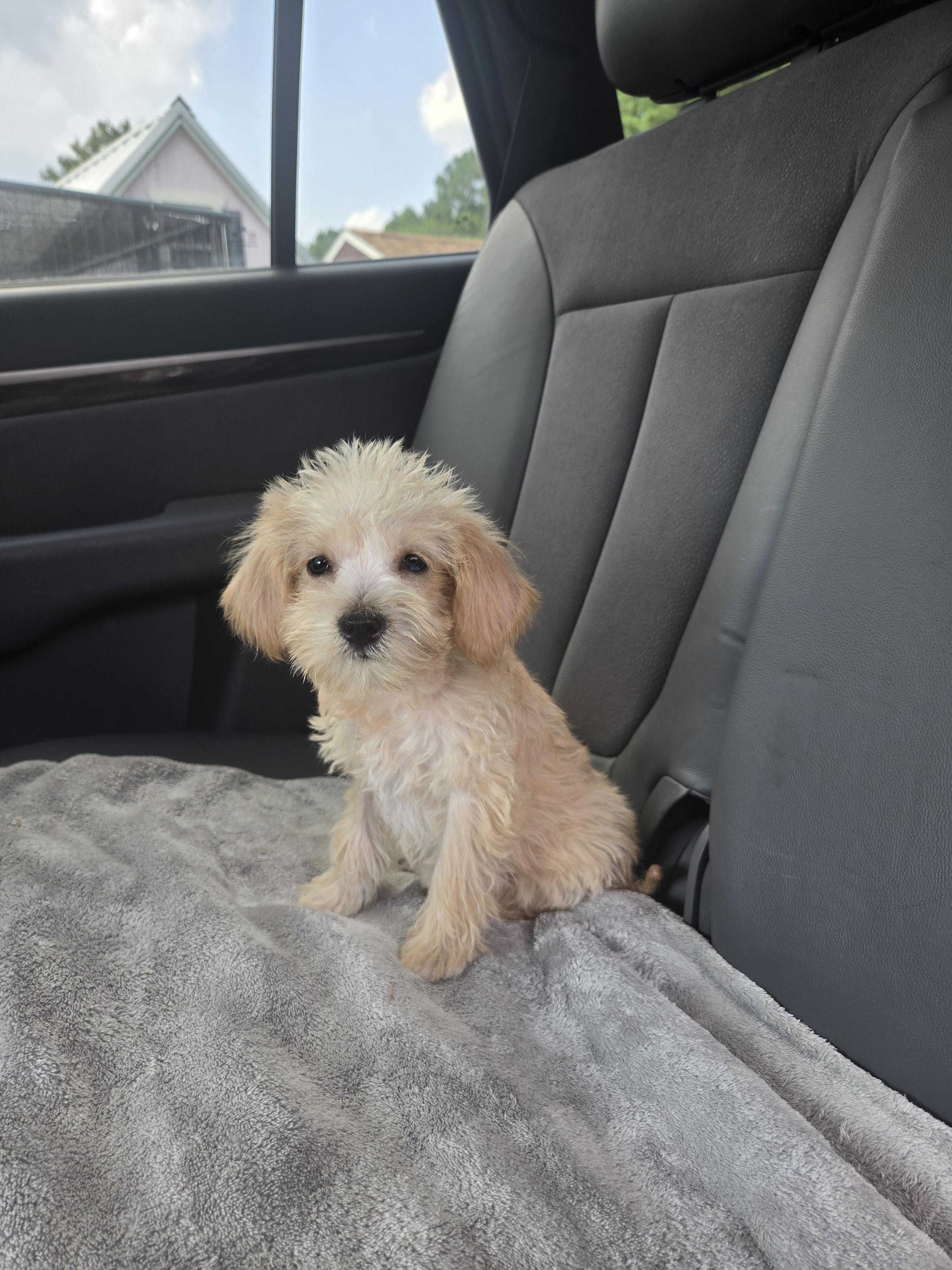 Enlarge Pandi, an adopted mixed breed in Abbeville, SC image 3/4