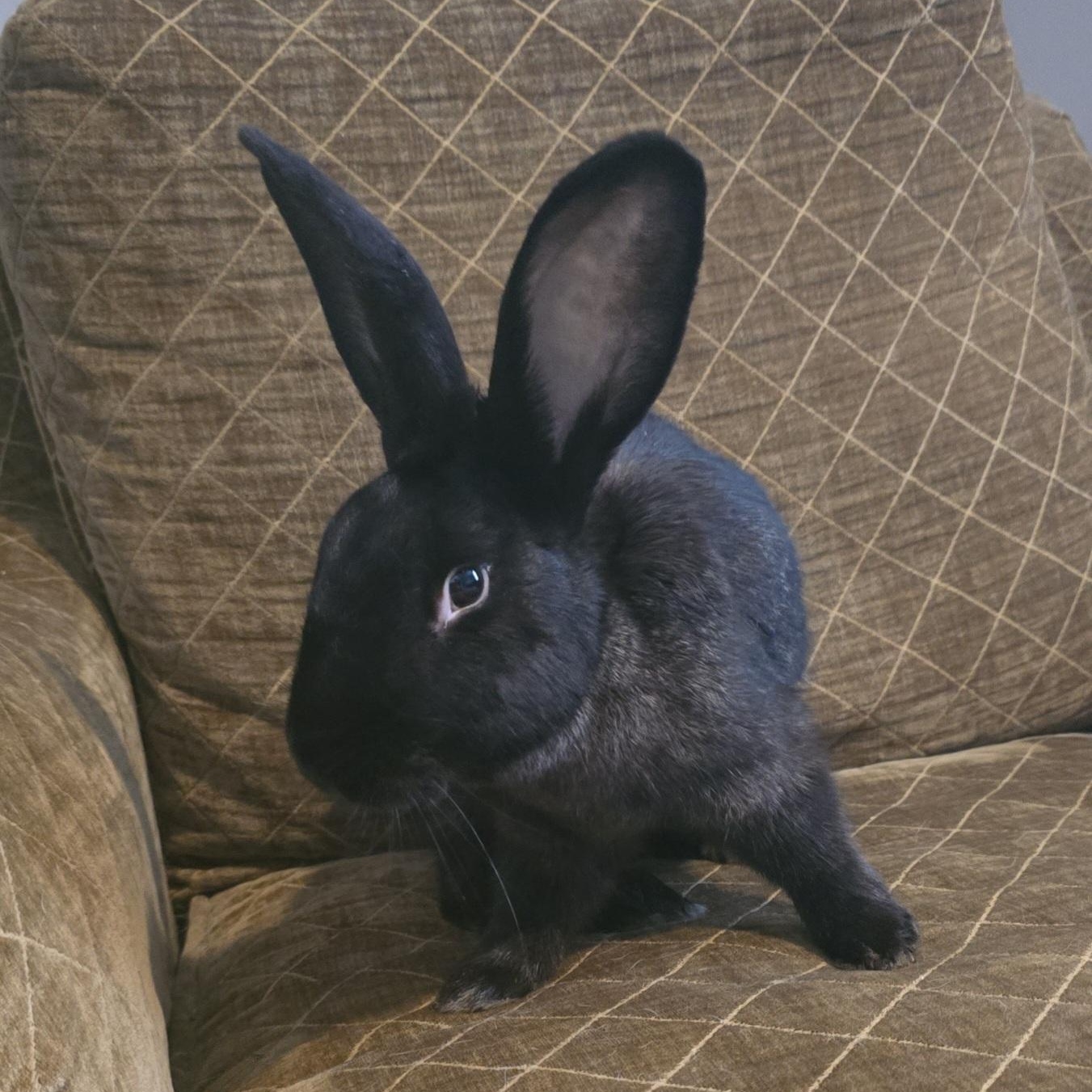 Lex, Adoptable, Young Male New Zealand.