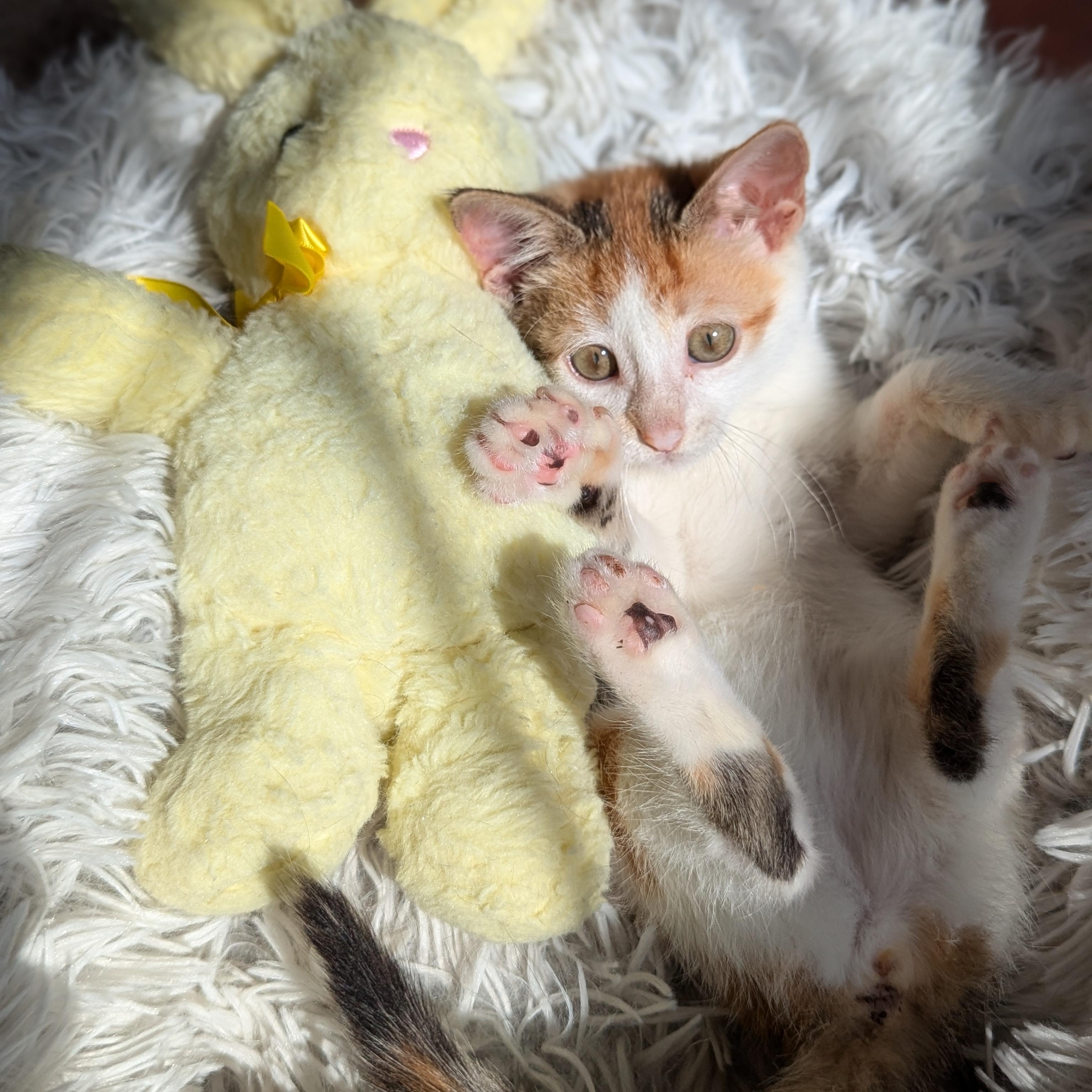 Enlarge Alice (The Brady Bunch litter), an adopted mixed breed in Tucker, GA image 5/6