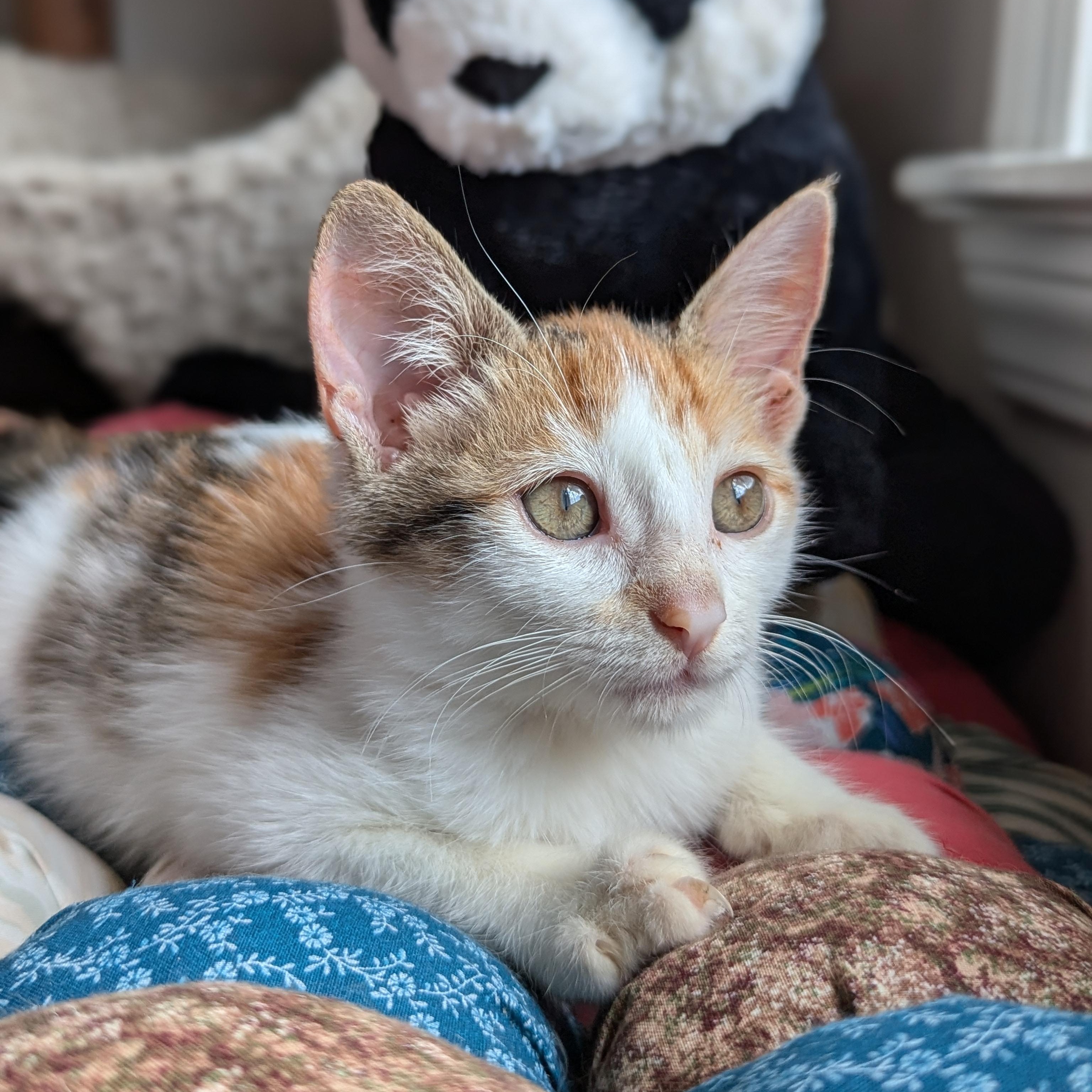 Enlarge Alice (The Brady Bunch litter), an adopted mixed breed in Tucker, GA image 3/6