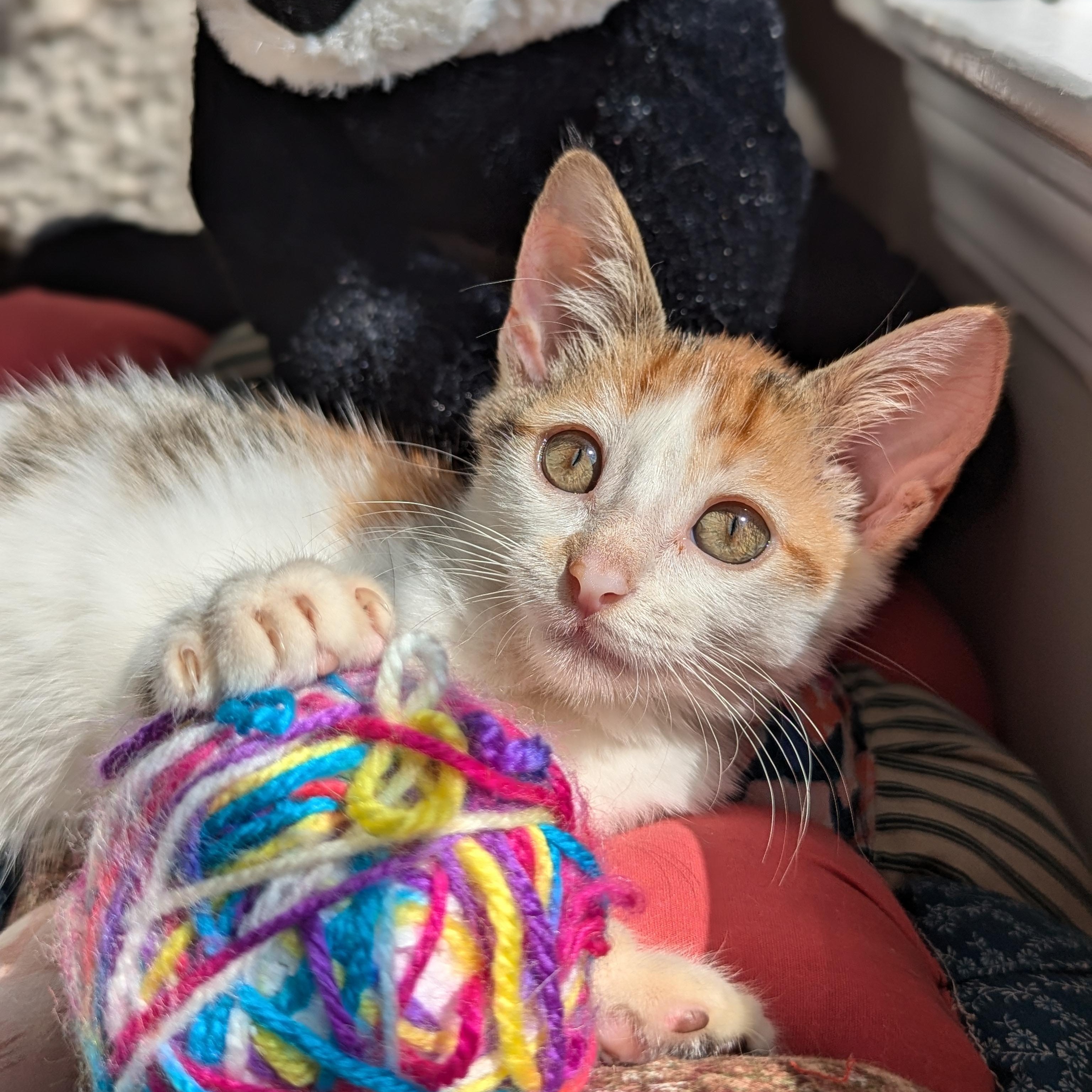 Enlarge Alice (The Brady Bunch litter), an adopted mixed breed in Tucker, GA image 4/6