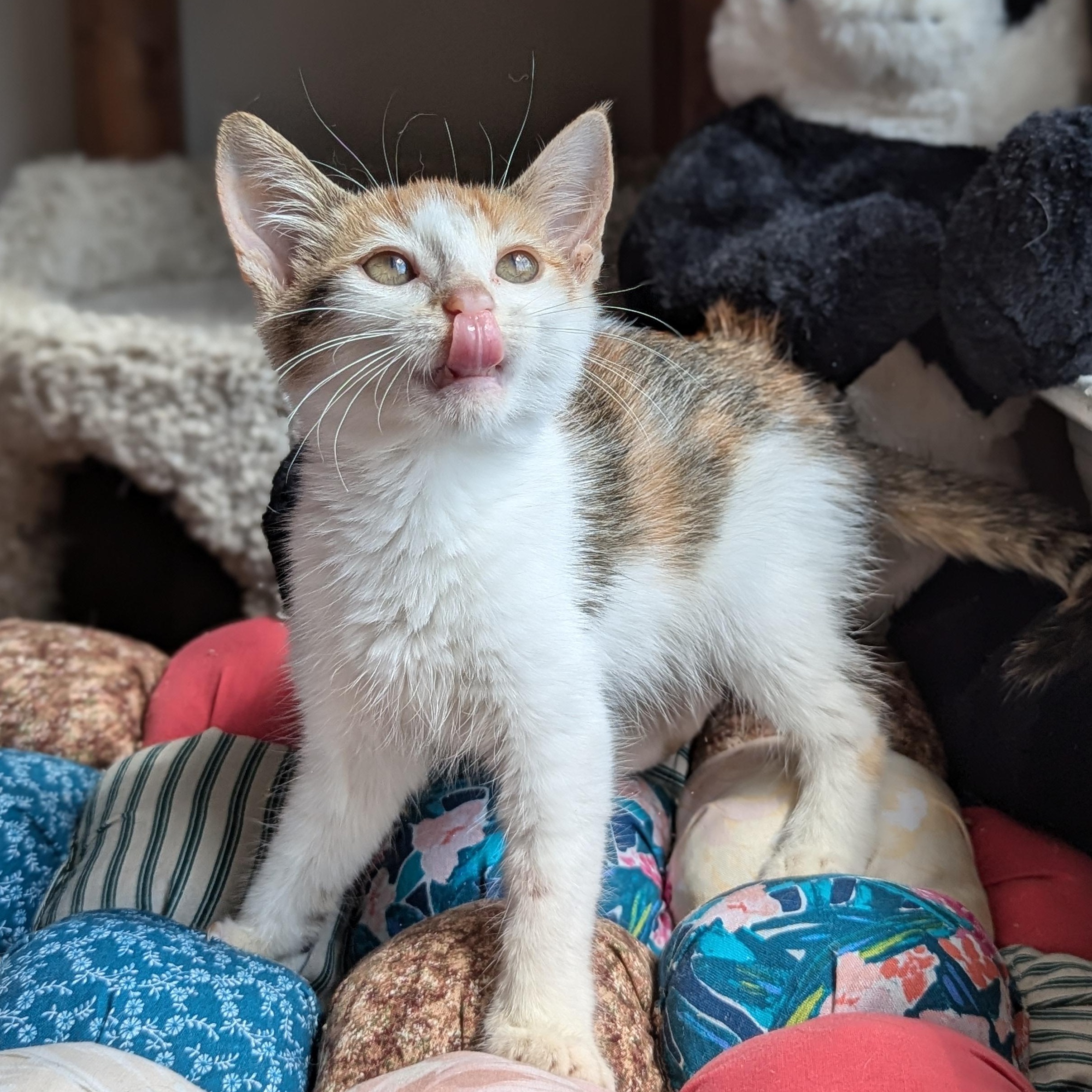 Enlarge Alice (The Brady Bunch litter), an adopted mixed breed in Tucker, GA image 6/6