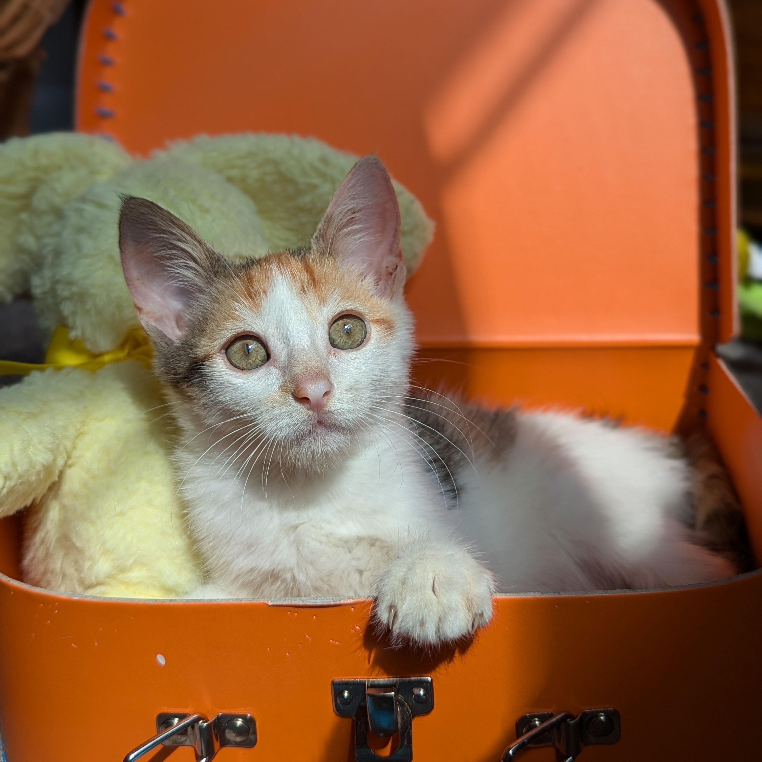 Enlarge Alice (The Brady Bunch litter), an adopted mixed breed in Tucker, GA image 2/6