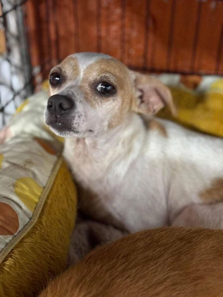 Enlarge Twig (AL), a Adoptable Chihuahua in New York, NY image 1/3