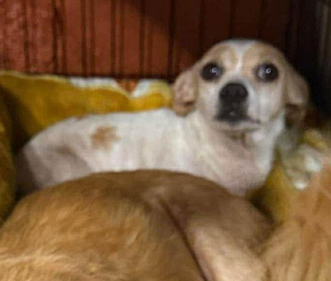 Enlarge Twig (AL), a Adoptable Chihuahua in New York, NY image 2/3