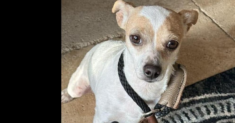 Enlarge Twig (AL), a Adoptable Chihuahua in New York, NY image 3/3