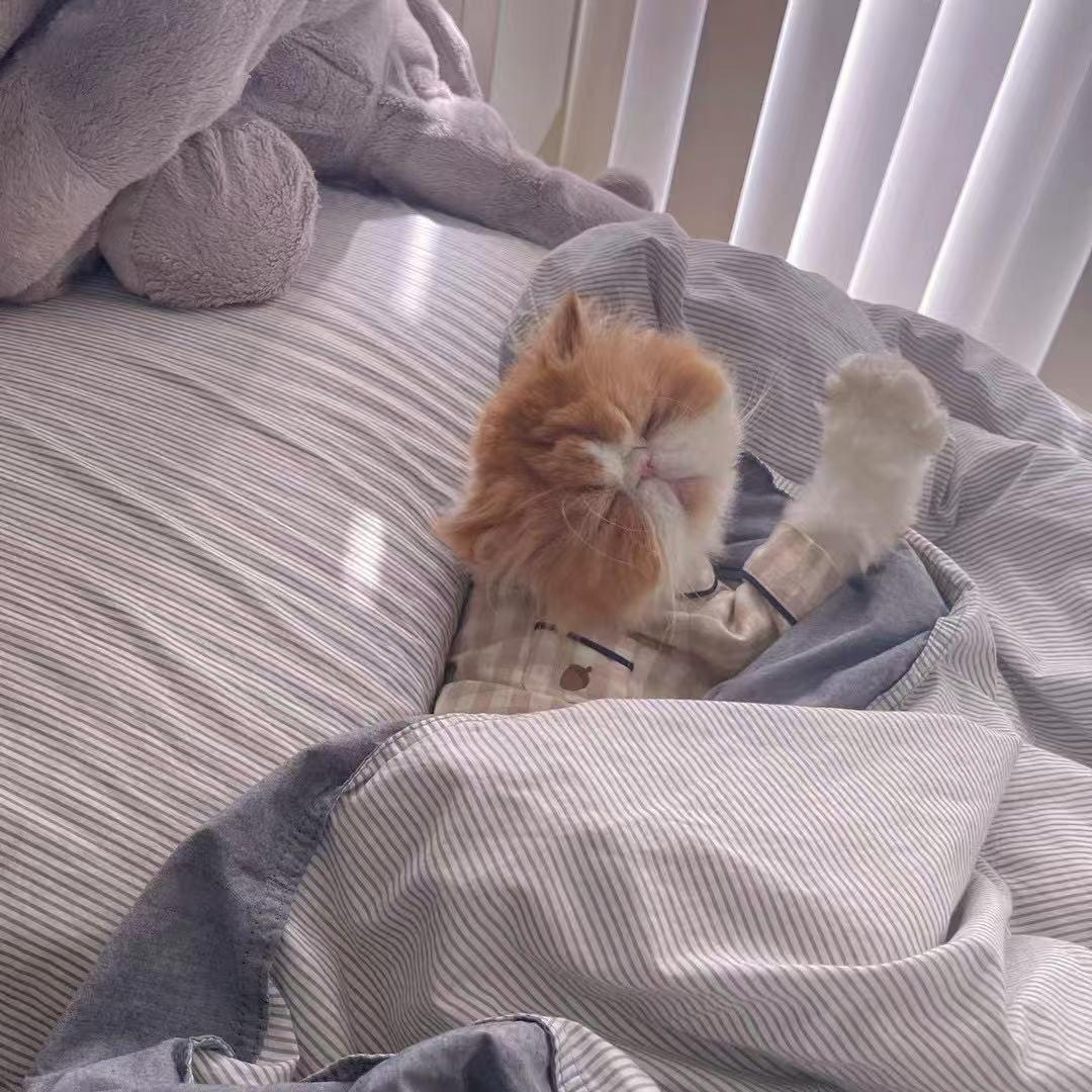 Neiku, a ADOPTABLE Exotic Shorthair in Markham, ON image 1/4