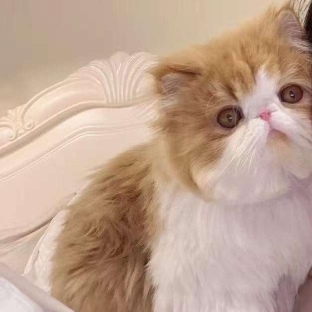 Neiku, a ADOPTABLE Exotic Shorthair in Markham, ON image 2/4