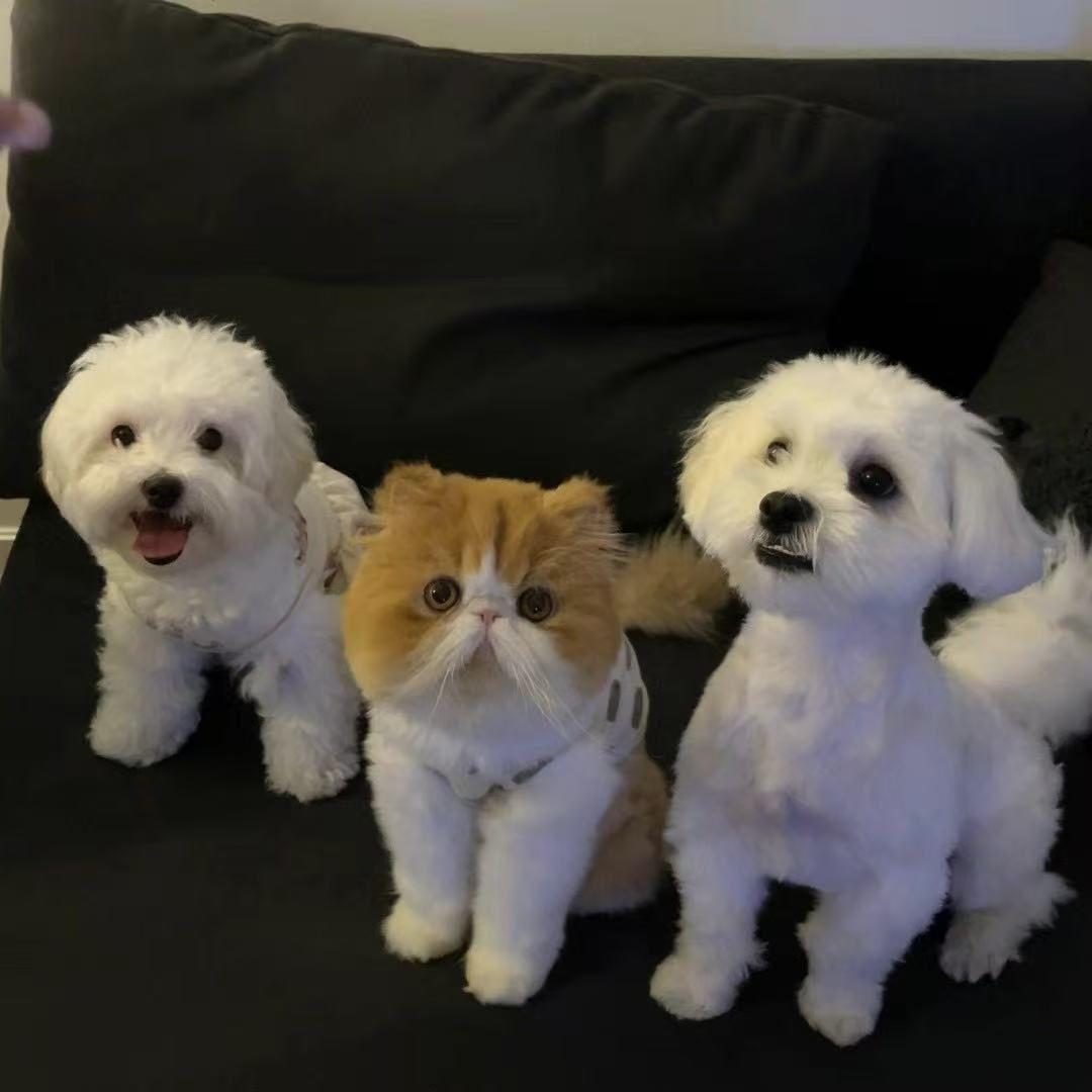 Neiku, a ADOPTABLE Exotic Shorthair in Markham, ON image 3/4