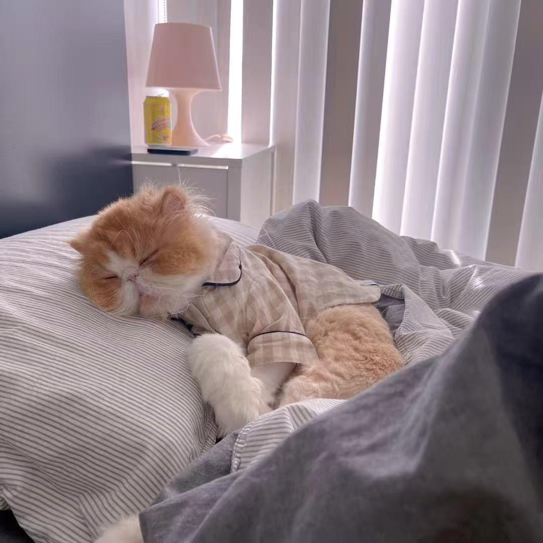 Neiku, a ADOPTABLE Exotic Shorthair in Markham, ON image 4/4