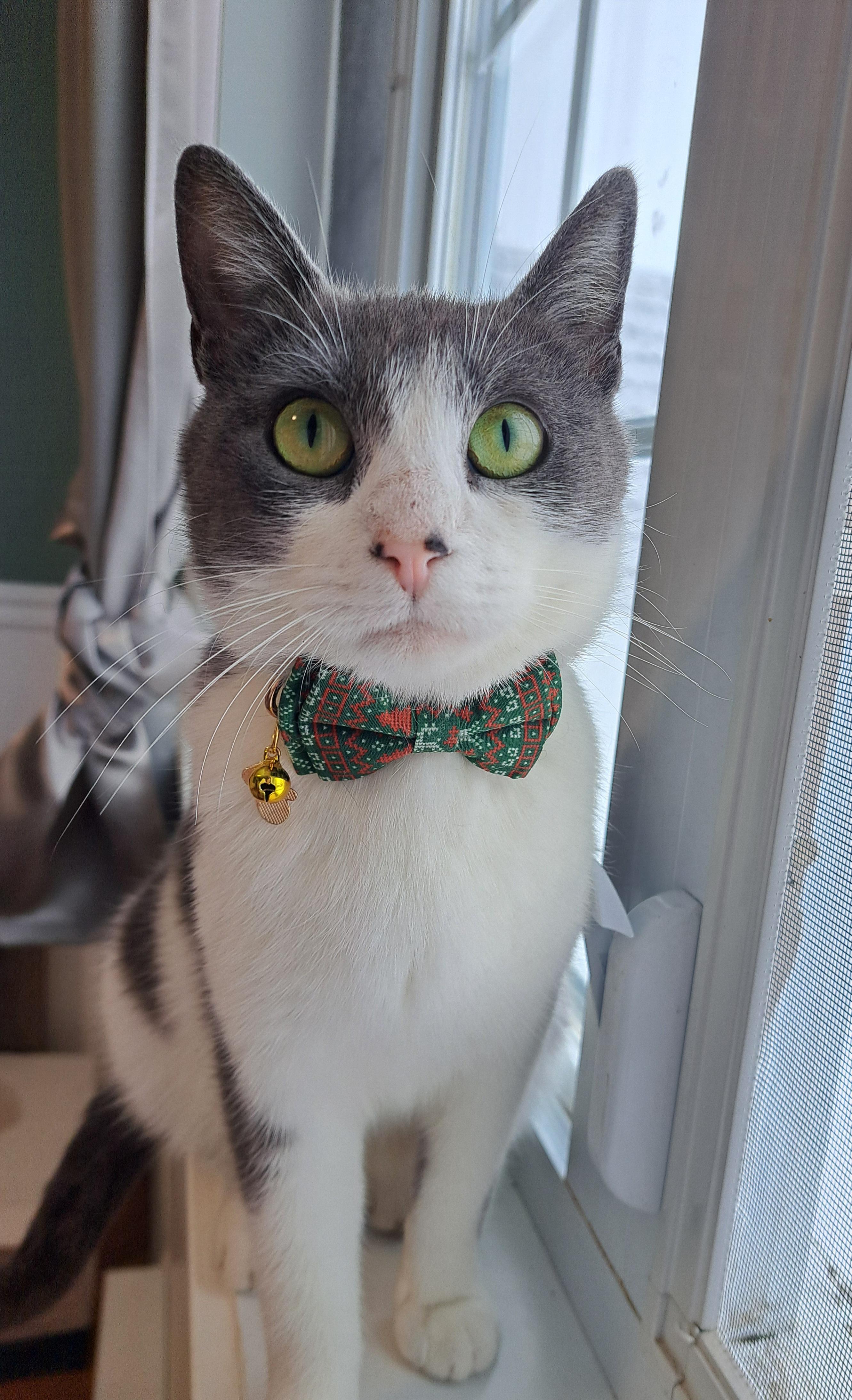 Enlarge Jessy (FA/FF), a Adoptable Domestic Short Hair in Sainte-Angele-de-Monnoir, QC image 3/3