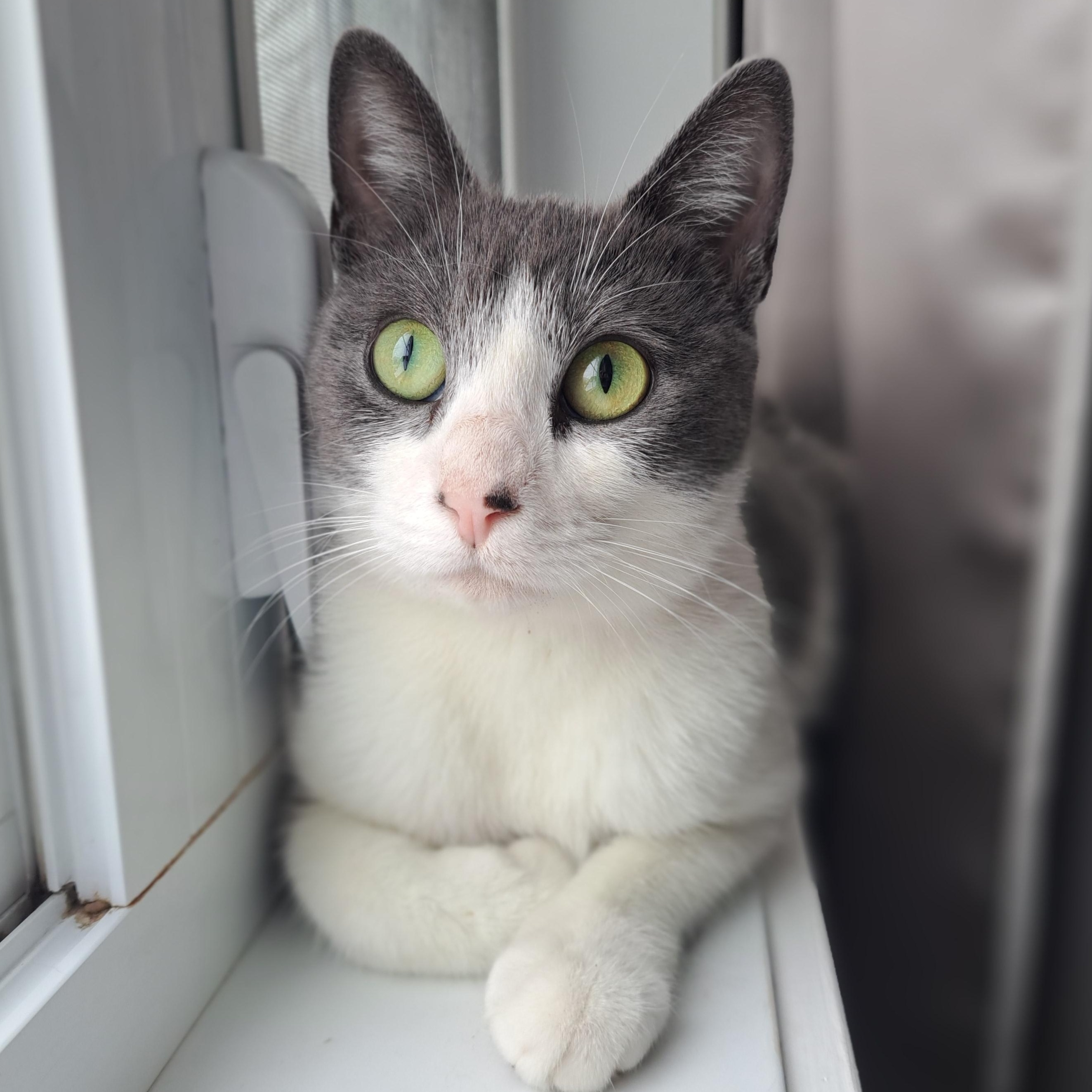 Jessy (FA/FF), Adoptable, Young Female Domestic Short Hair.