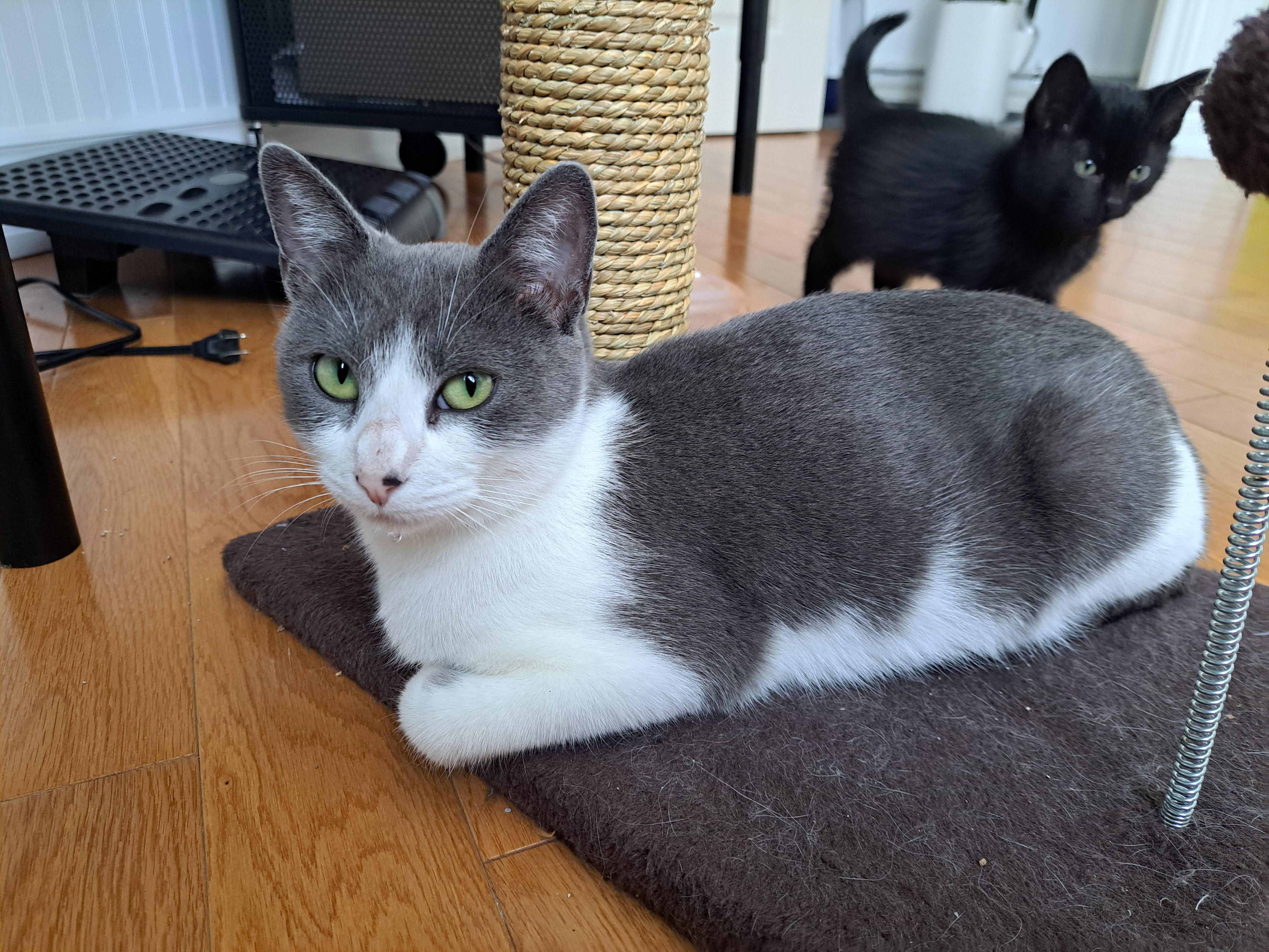 Enlarge Jessy (FA/FF), a Adoptable Domestic Short Hair in Sainte-Angele-de-Monnoir, QC image 2/3