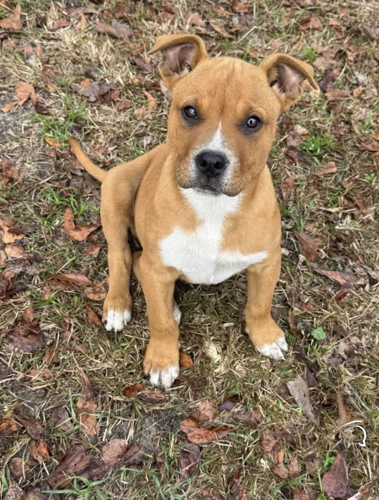Reggie & Onyx, ADOPTABLE, Puppy Male Yellow Labrador Retriever.