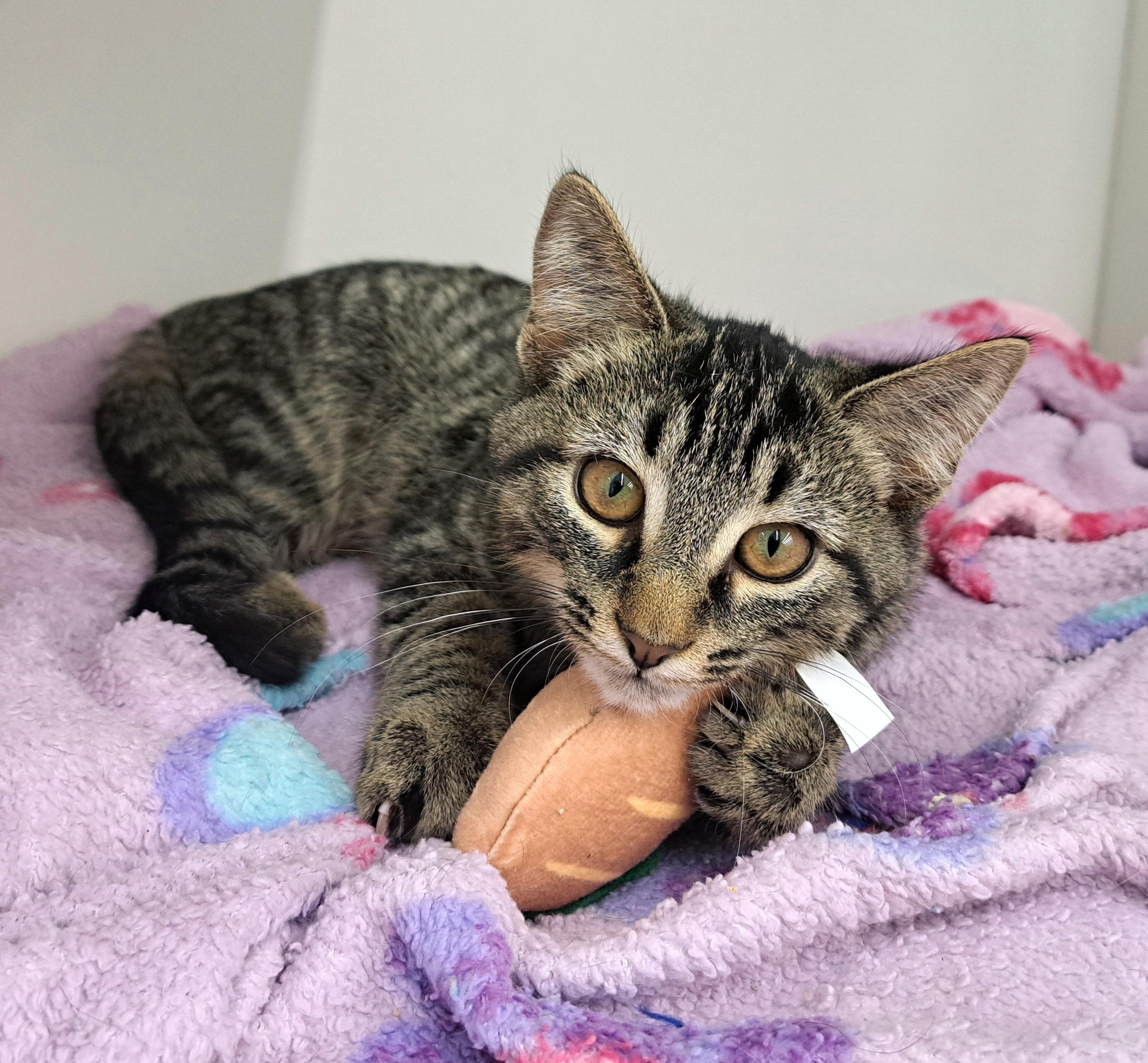 Enlarge Bella, a Adoptable Tabby in New Albany, OH image 1/6