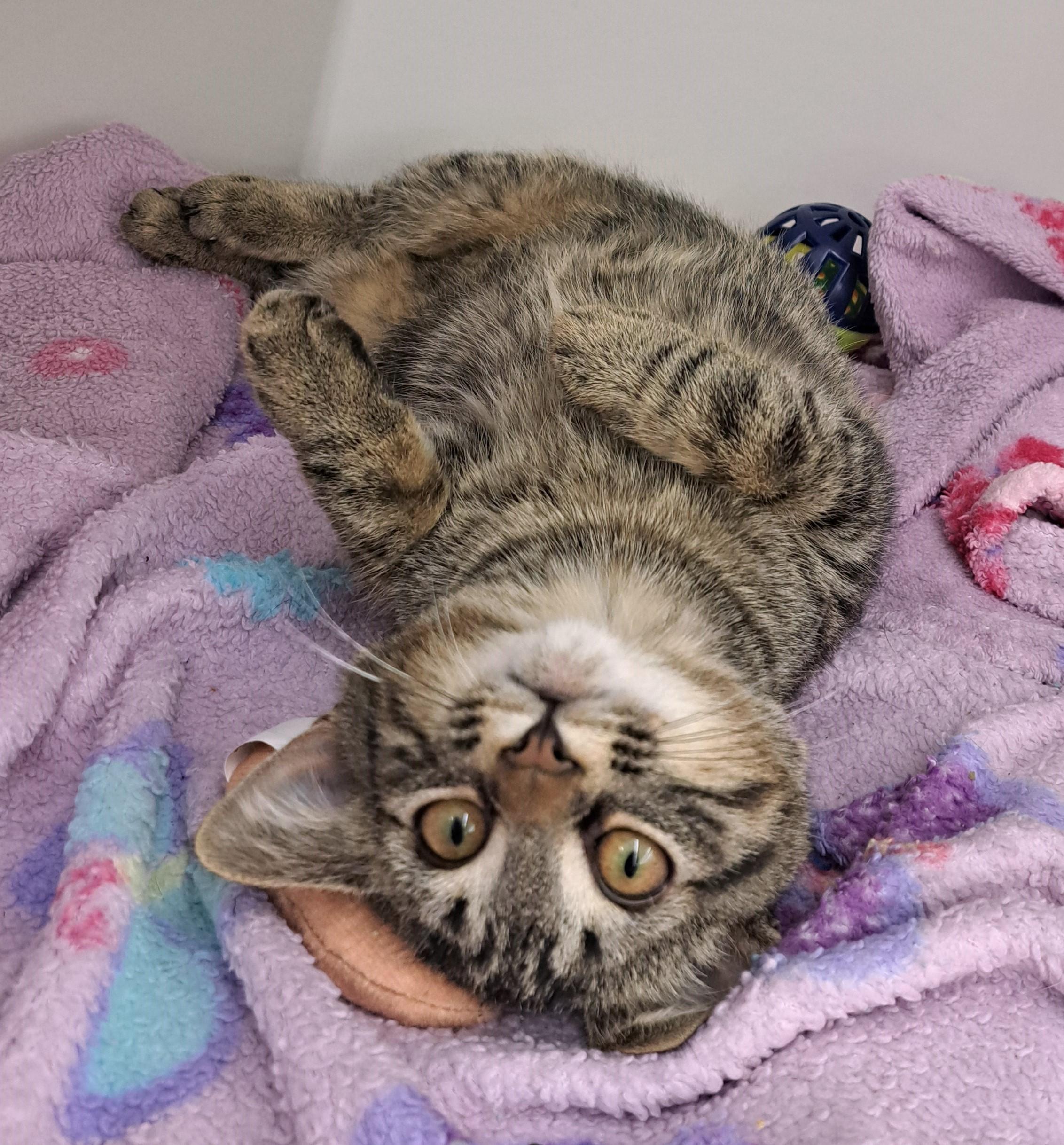Enlarge Bella, a Adoptable Tabby in New Albany, OH image 2/6
