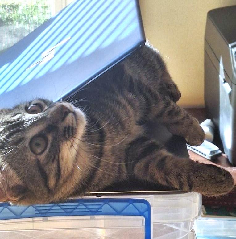 Enlarge Bella, a Adoptable Tabby in New Albany, OH image 3/6