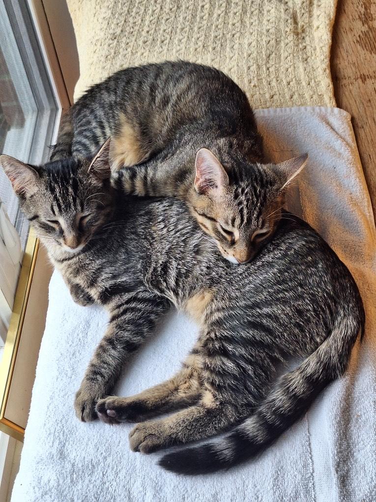 Enlarge Bella, a Adoptable Tabby in New Albany, OH image 4/6