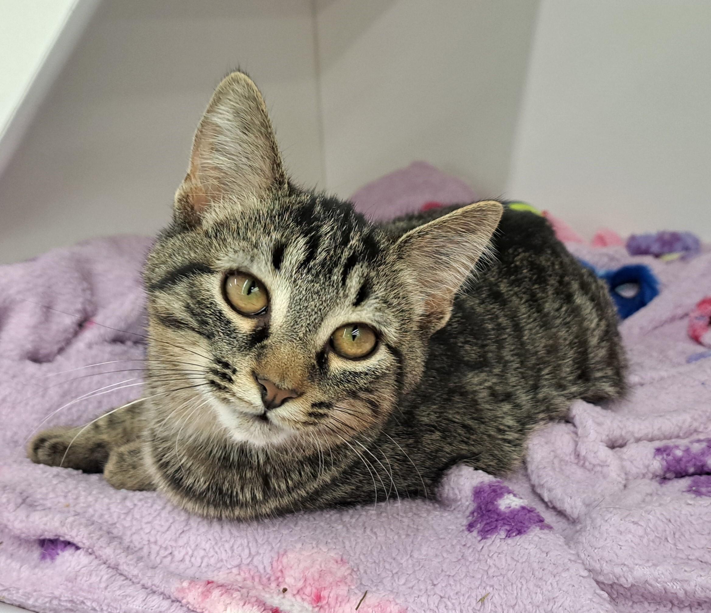 Enlarge Bella, a Adoptable Tabby in New Albany, OH image 6/6