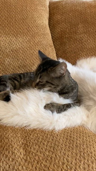 Enlarge Bella, a Adoptable Tabby in New Albany, OH video 5/6