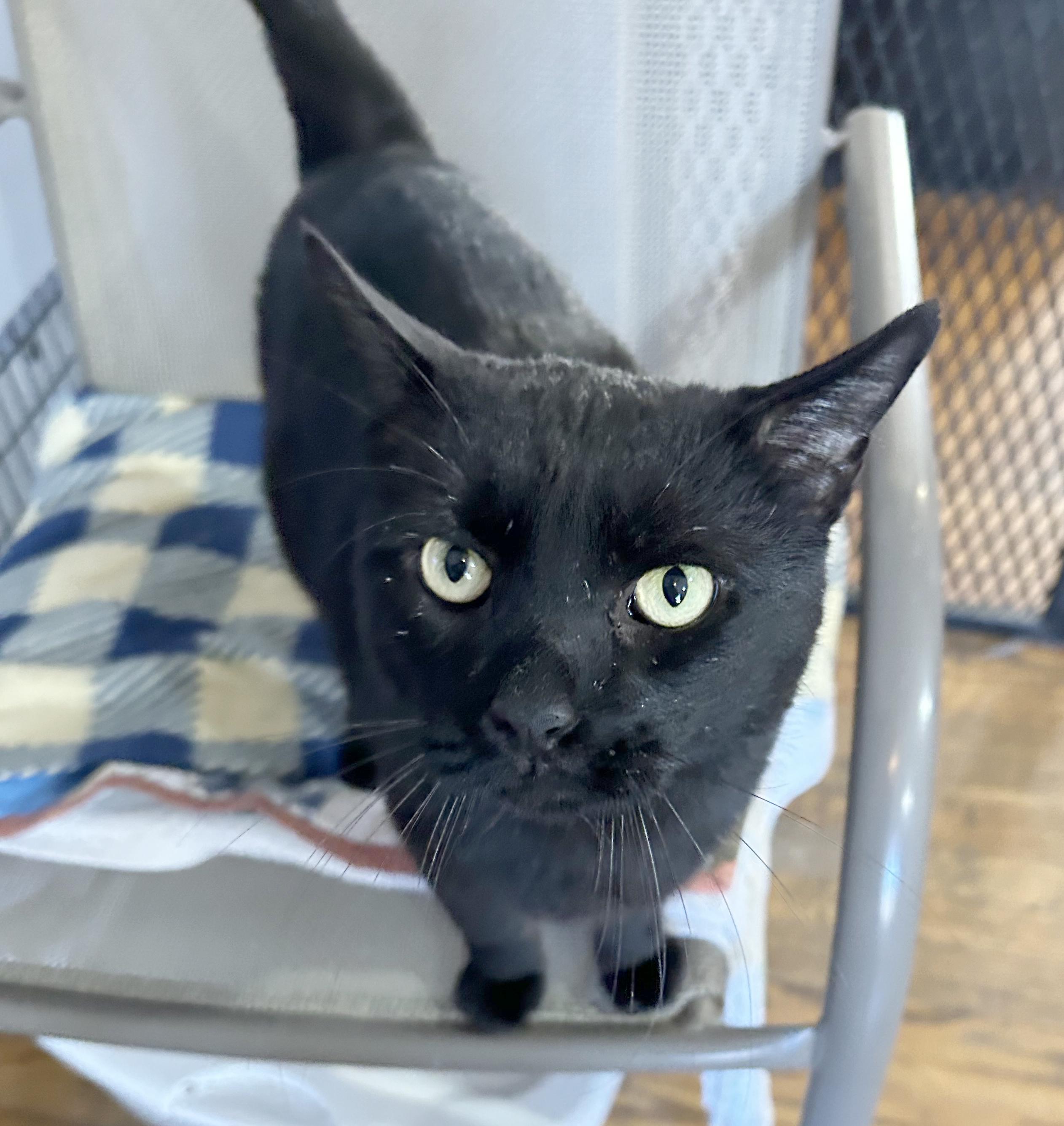 Enlarge Cole, a Adoptable Domestic Short Hair in Parkville, MO image 4/4