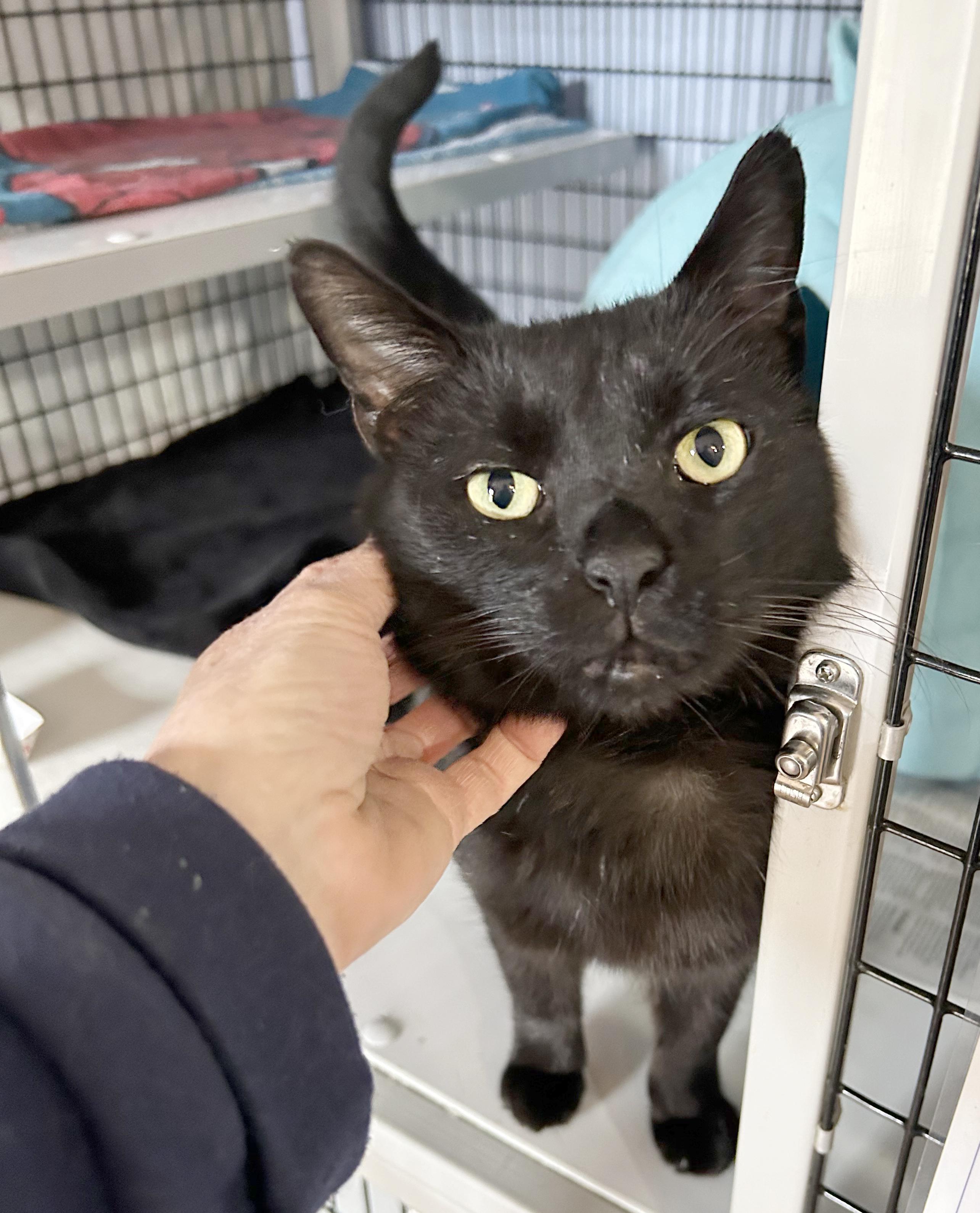 Enlarge Cole, a Adoptable Domestic Short Hair in Parkville, MO image 2/4