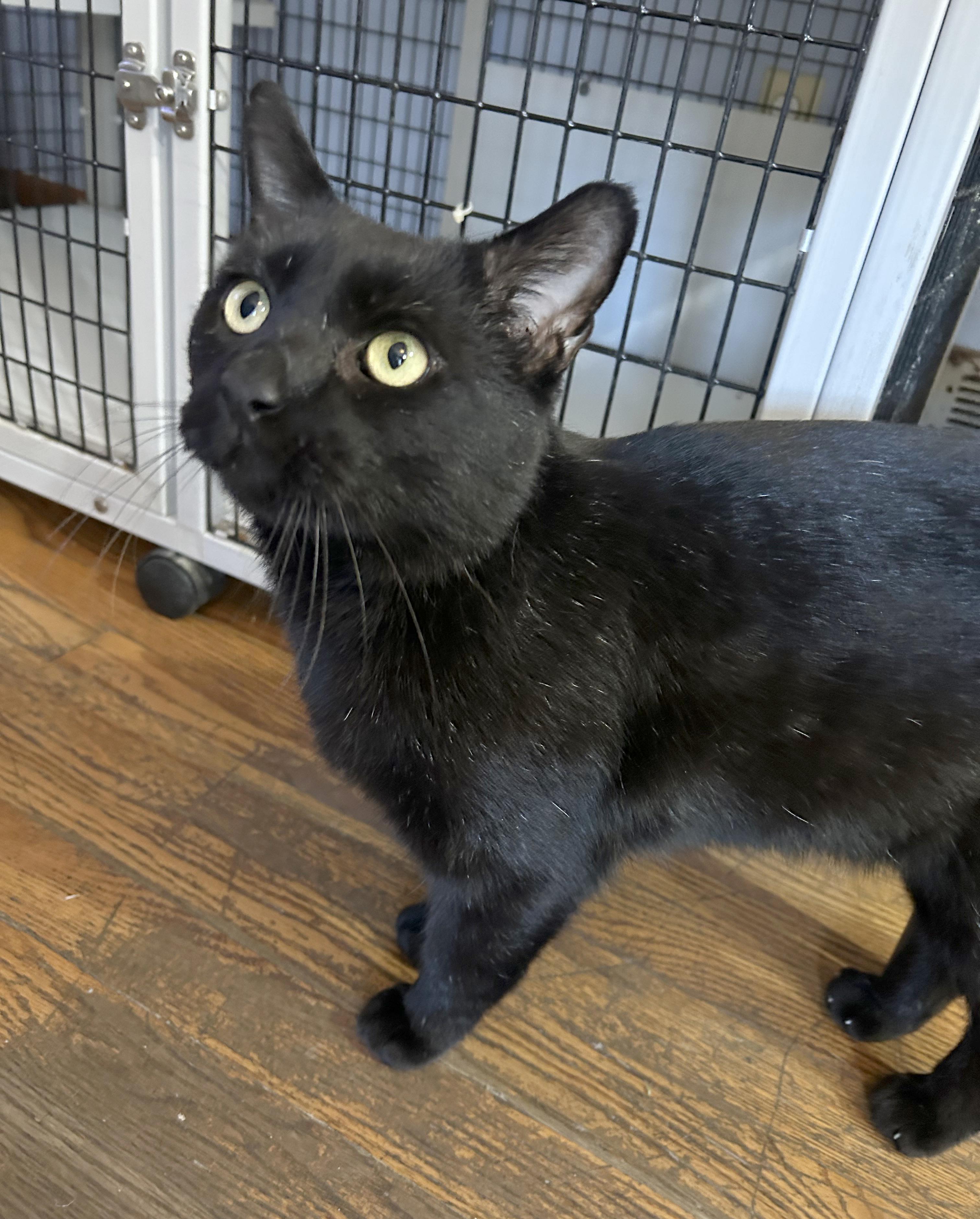 Enlarge Cole, a Adoptable Domestic Short Hair in Parkville, MO image 3/4