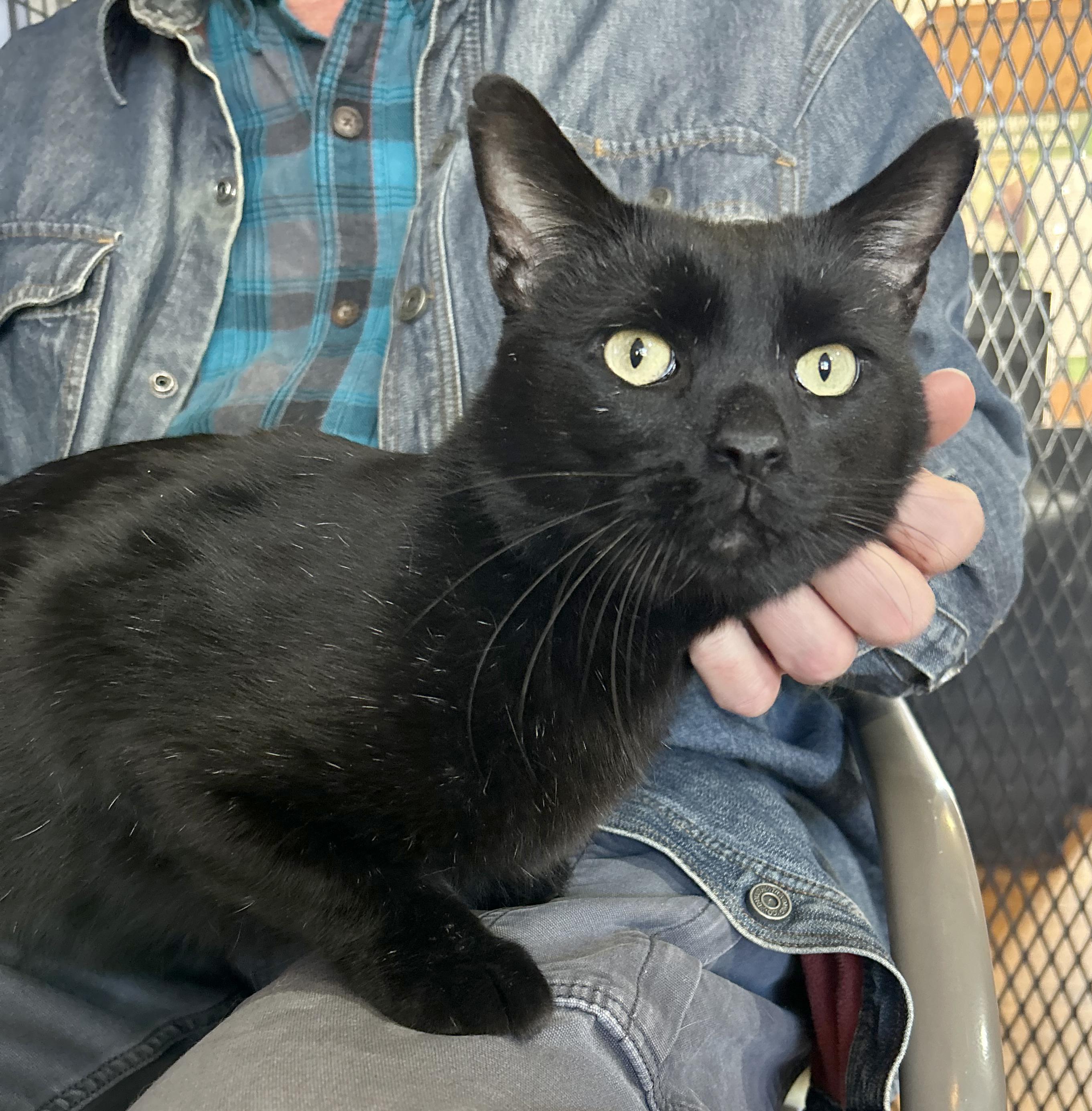 Enlarge Cole, a Adoptable Domestic Short Hair in Parkville, MO image 1/4