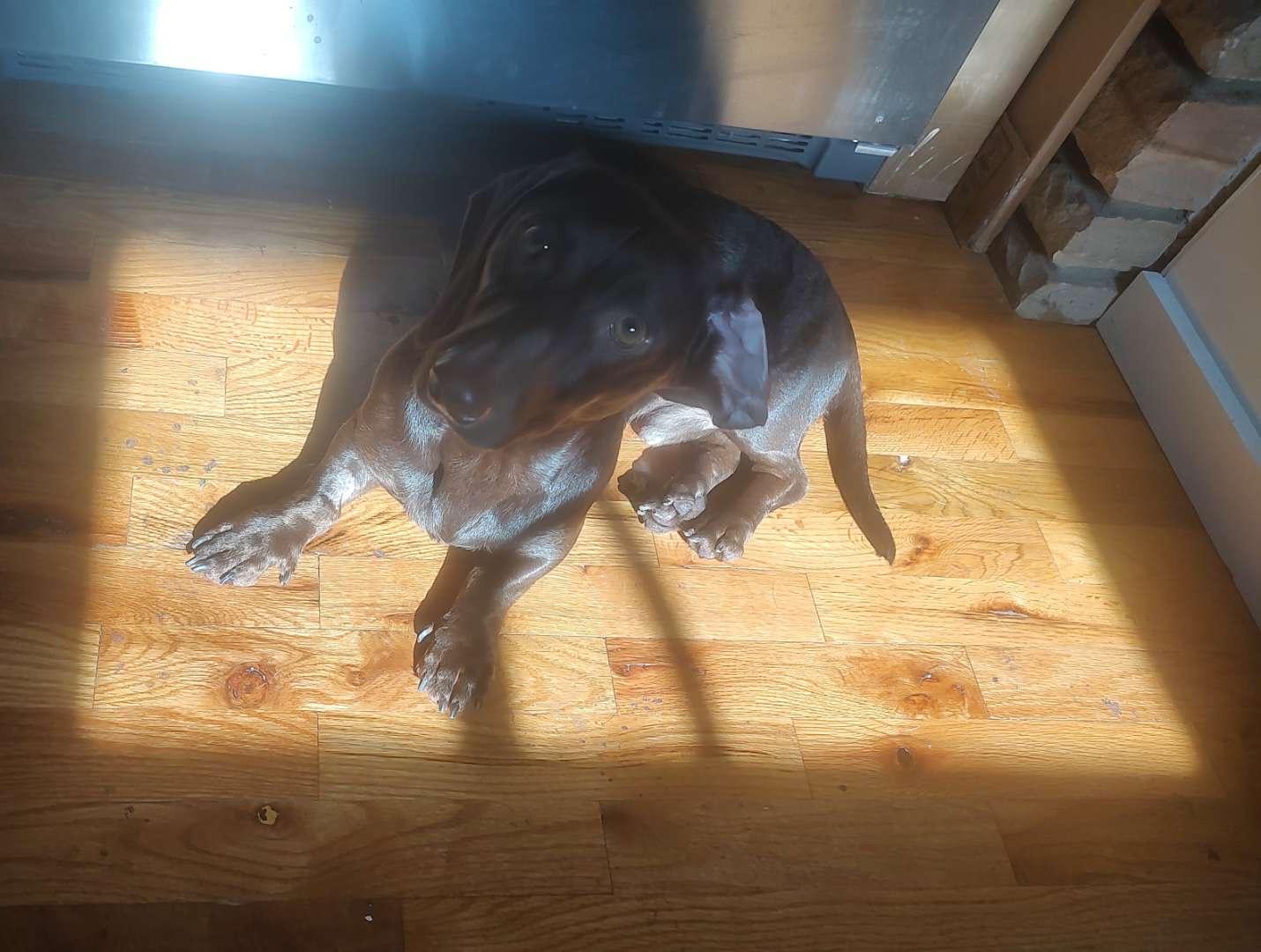Enlarge Rudy, a Adoptable Dachshund in grant, AL image 4/4