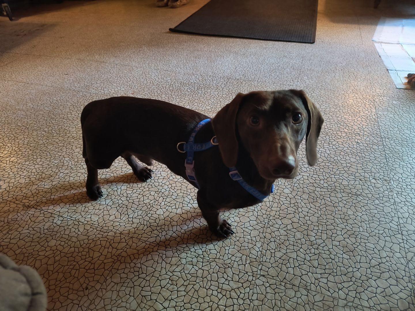 Rudy, Adoptable, Young Male Dachshund.