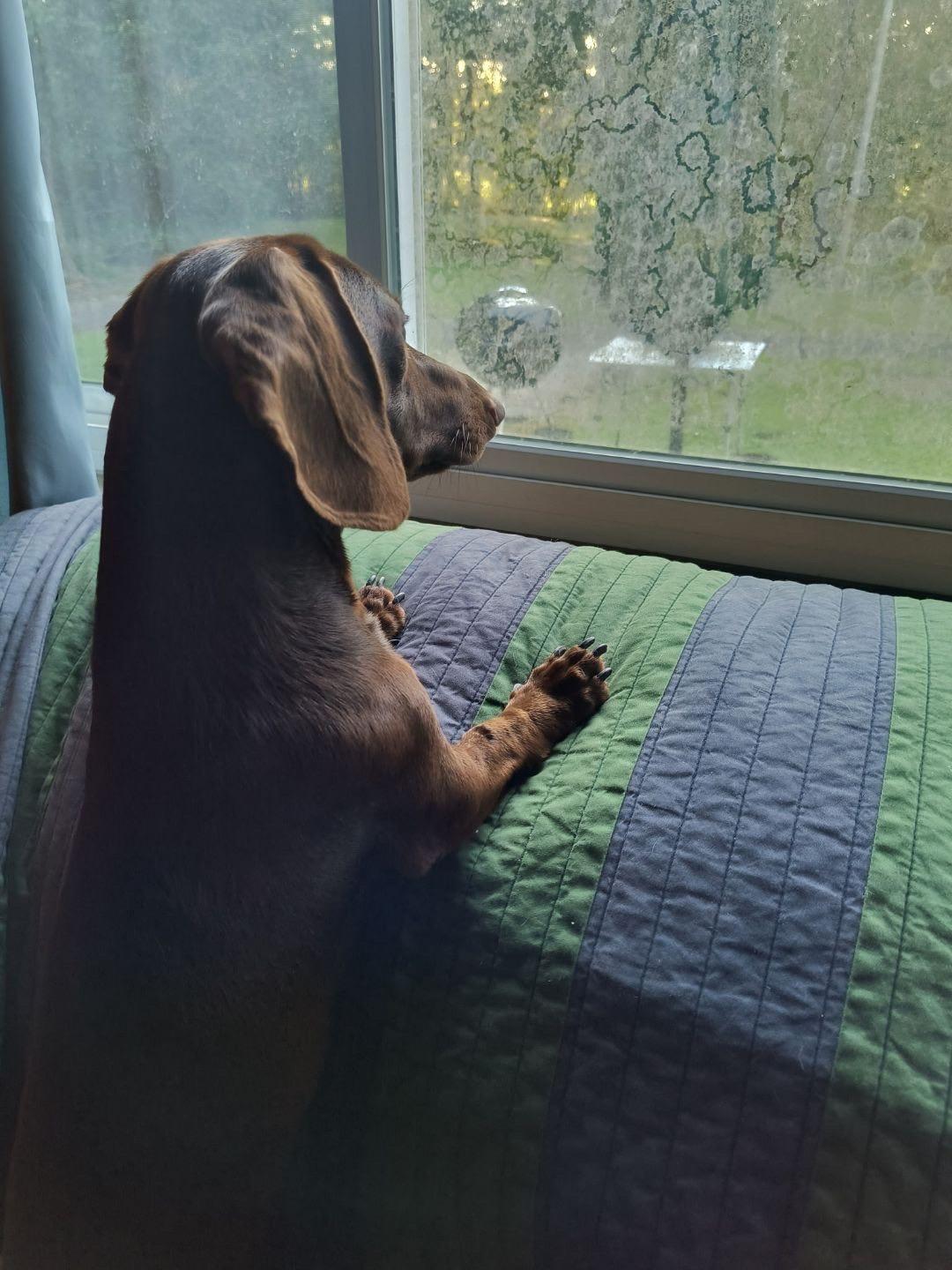 Enlarge Rudy, a Adoptable Dachshund in grant, AL image 2/4
