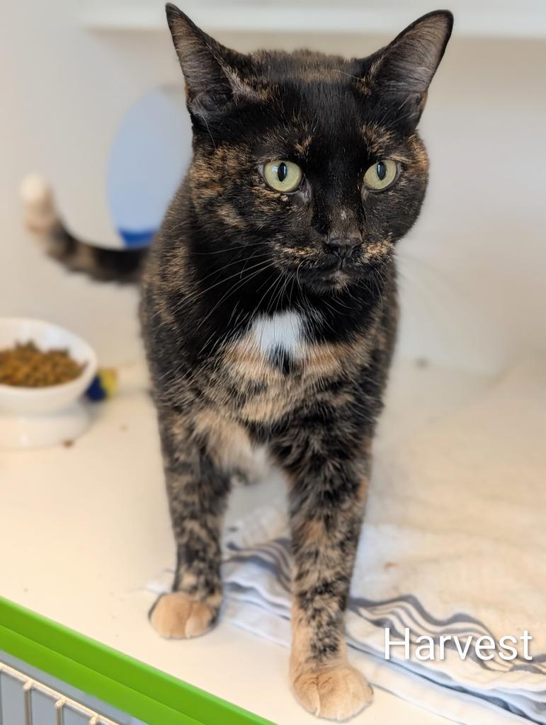 Harvest, Adoptable, Young Female Domestic Short Hair.