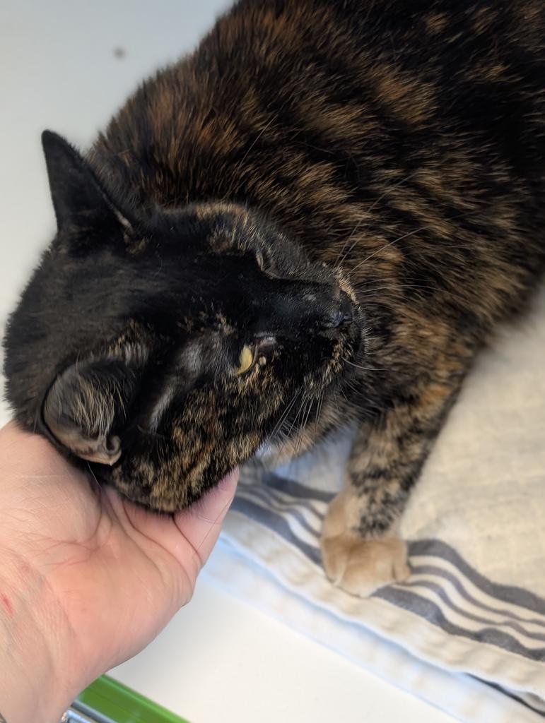 Enlarge Harvest, a Adoptable mixed breed in Greenfield, IN image 2/4