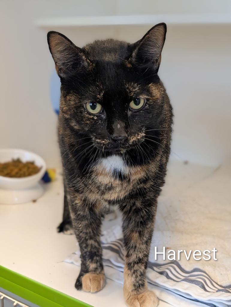 Enlarge Harvest, a Adoptable mixed breed in Greenfield, IN image 3/4