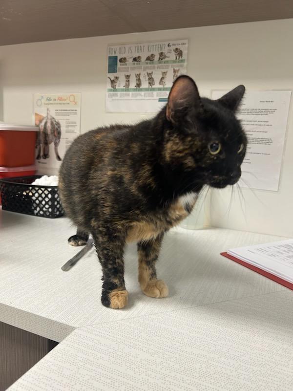 Enlarge Harvest, a Adoptable mixed breed in Greenfield, IN image 4/4