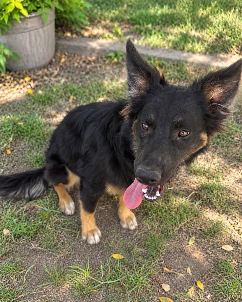 Enlarge Kelly, a Adoptable mixed breed in Reno, NV image 2/3