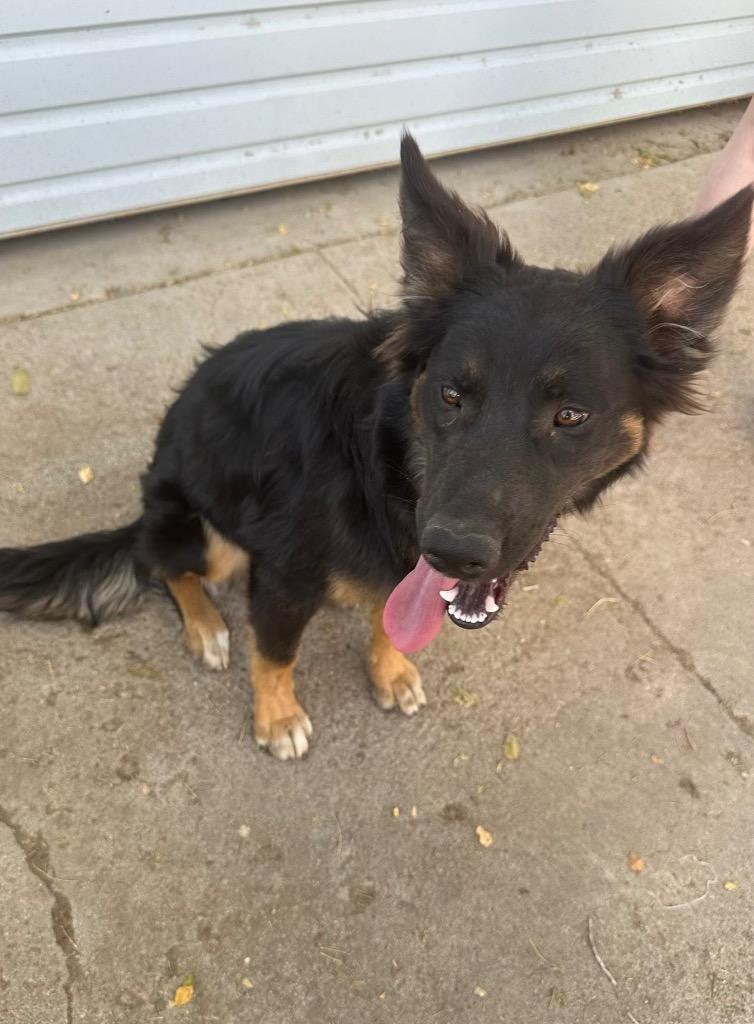 Enlarge Kelly, a Adoptable mixed breed in Reno, NV image 3/3