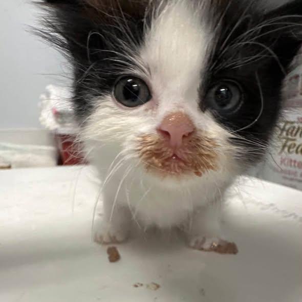 Enlarge Chippy, a Adopted Domestic Medium Hair in Clinton, IL image 3/4