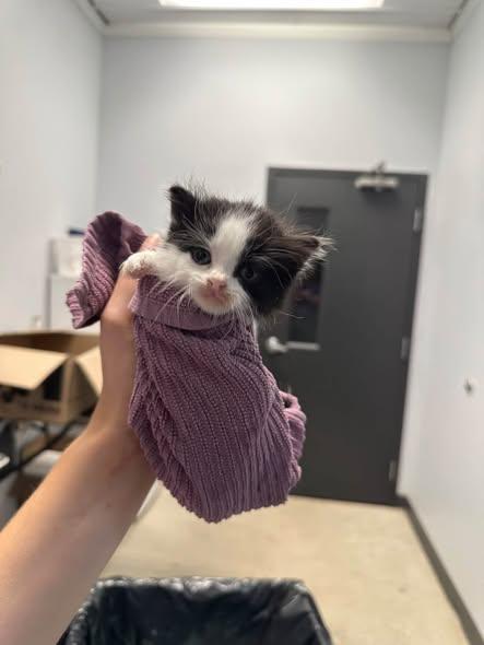 Enlarge Chippy, a Adopted Domestic Medium Hair in Clinton, IL image 2/4