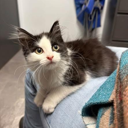 Chippy, Adopted, Kitten Female Domestic Medium Hair.