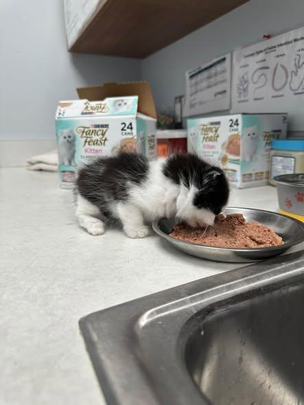 Enlarge Chippy, a Adopted Domestic Medium Hair in Clinton, IL image 4/4