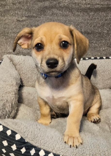 Enlarge Puppy Mookie Boy  -  Las Vegas, a Adoptable mixed breed in Los Angeles, CA image 1/3