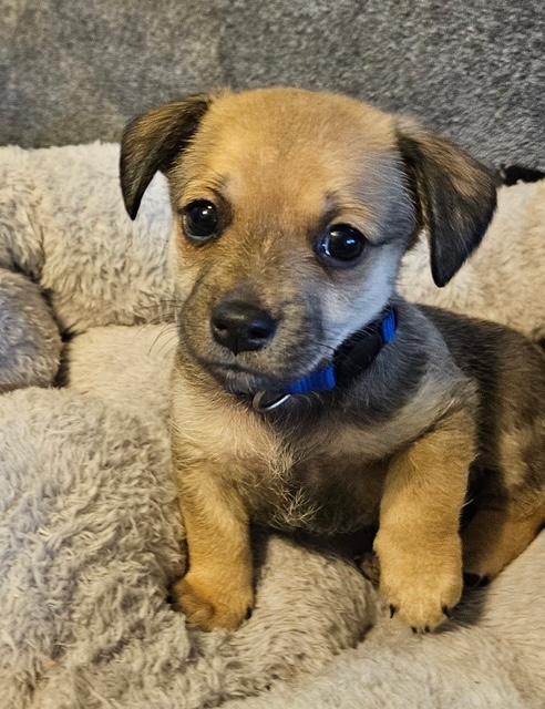 Puppy Mookie Boy - Las Vegas, Adoptable, Puppy Male Dachshund & Chihuahua.
