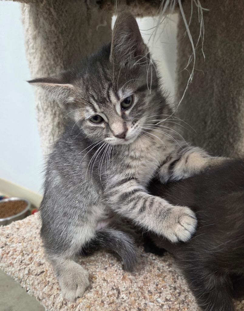 Sol Surfer, a Adoptable mixed breed in Gold Beach, OR image 2/2