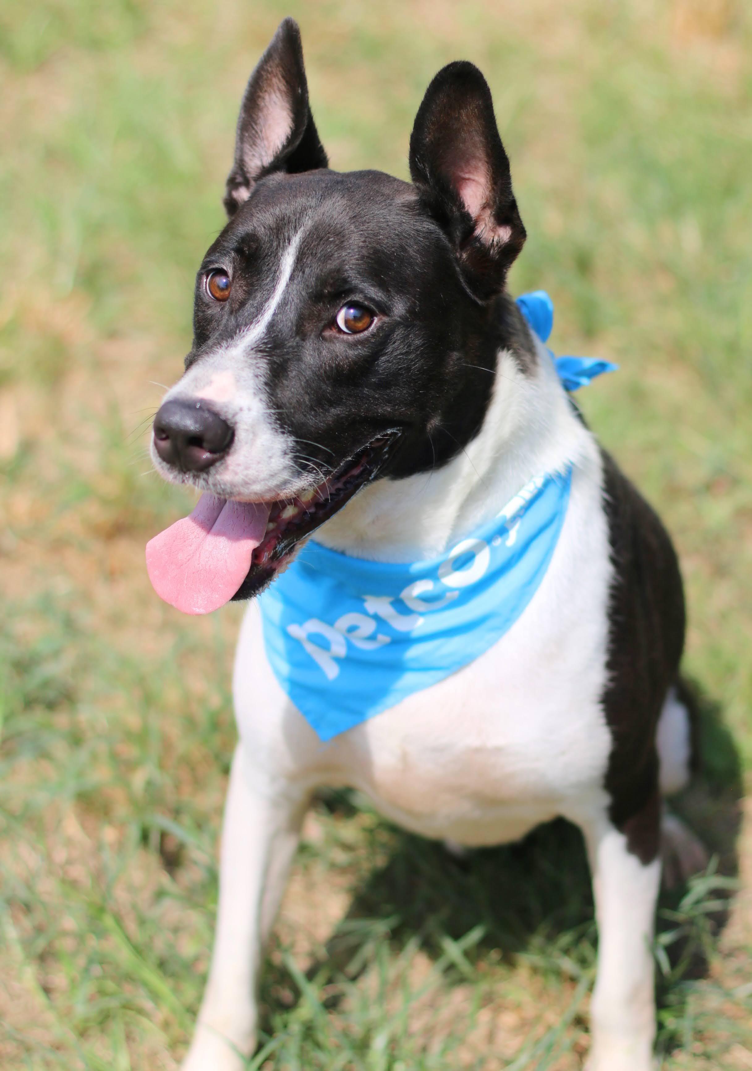 Banjo, a Adoptable mixed breed in Middletown, VA image 2/5