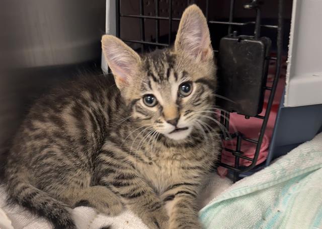 Enlarge PIBBLE, a Adoptable Domestic Short Hair in Palo Alto, CA image 1/1