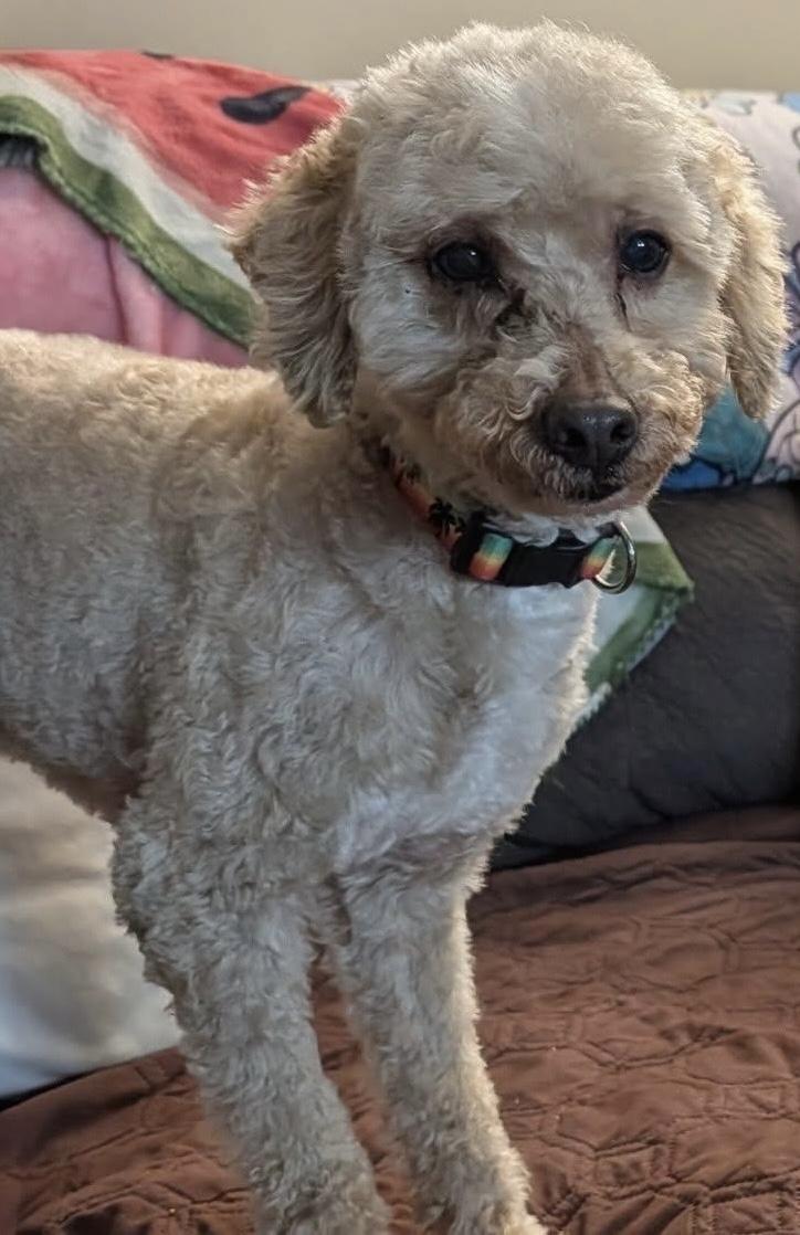 Enlarge Simon, an adopted mixed breed in Painesville, OH image 2/3