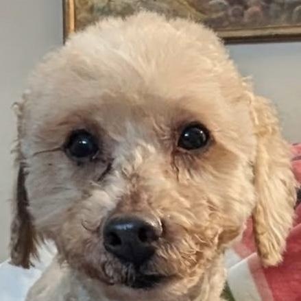 Enlarge Simon, an adopted mixed breed in Painesville, OH image 1/3