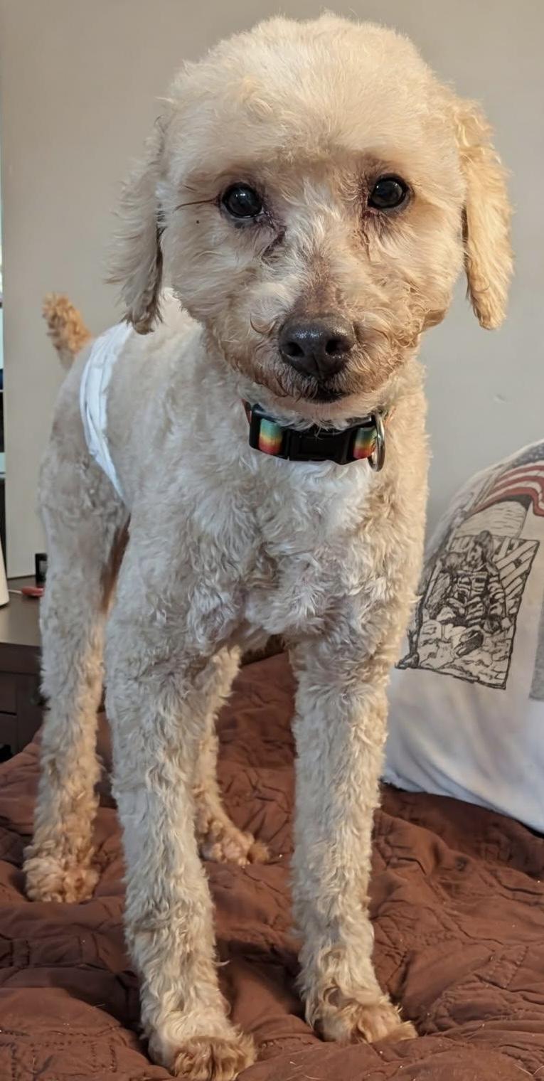 Enlarge Simon, an adopted mixed breed in Painesville, OH image 3/3