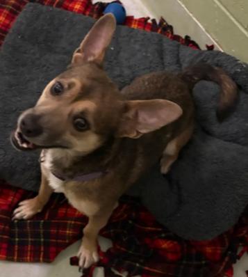 Enlarge Dodger, a ADOPTABLE mixed breed in Little Falls, MN image 1/1